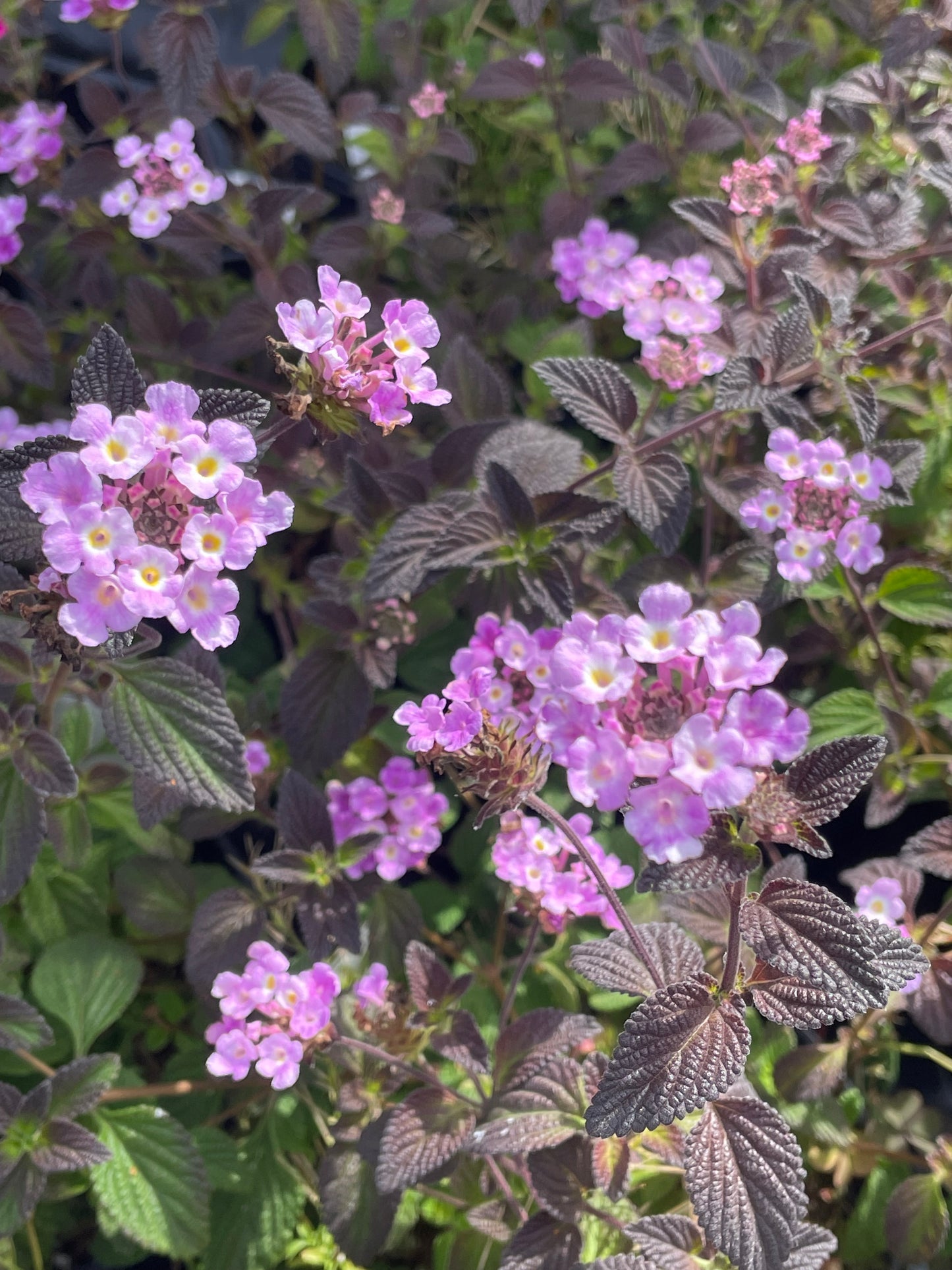 Lantana montevidensis 'Trailing Purple'