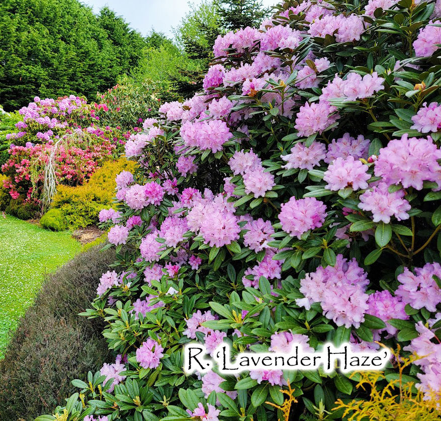 lavender haze plant 3 Gal | Lavender Rhododendron | Ornamental Shrub | Fast Growing Trees