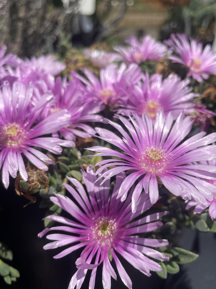 rosea lavender ice plant Delosperma 'Lavender Ice' Ice Plant