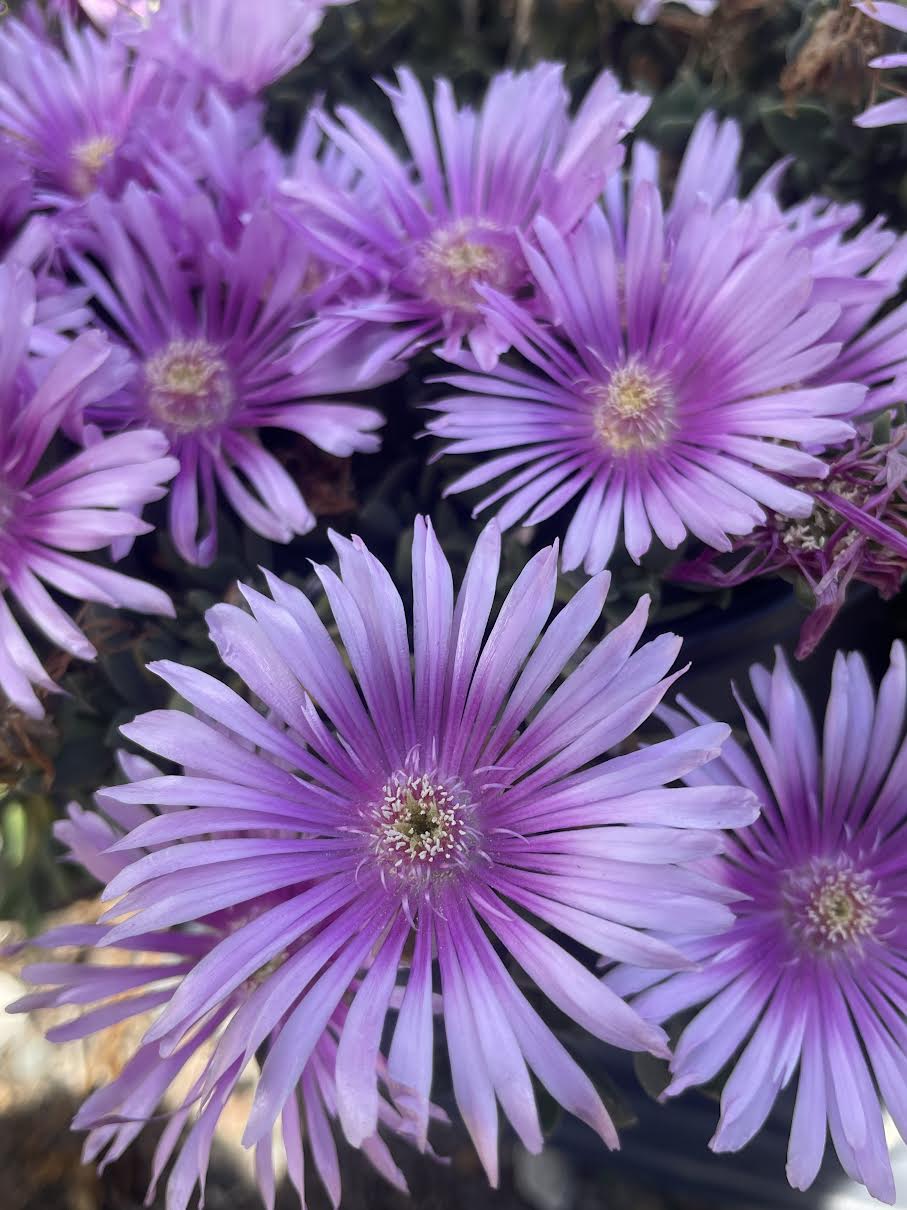 Delosperma 'Lavender Ice' Ice Plant