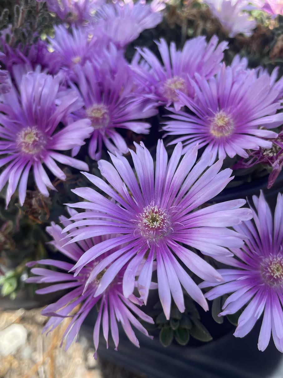 Delosperma 'Lavender Ice' Ice Plant