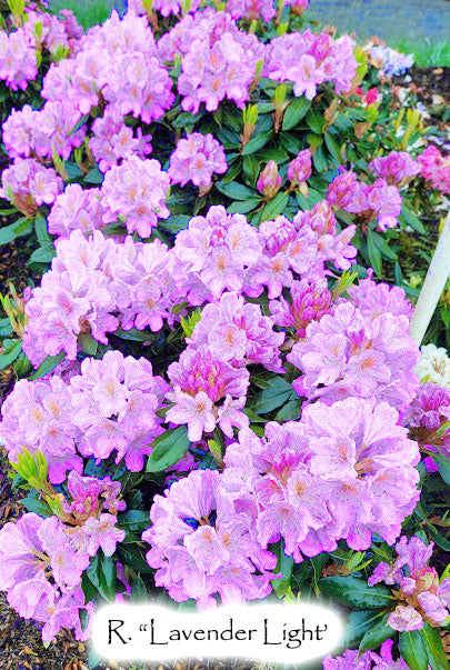 R. 'Lavender Light'