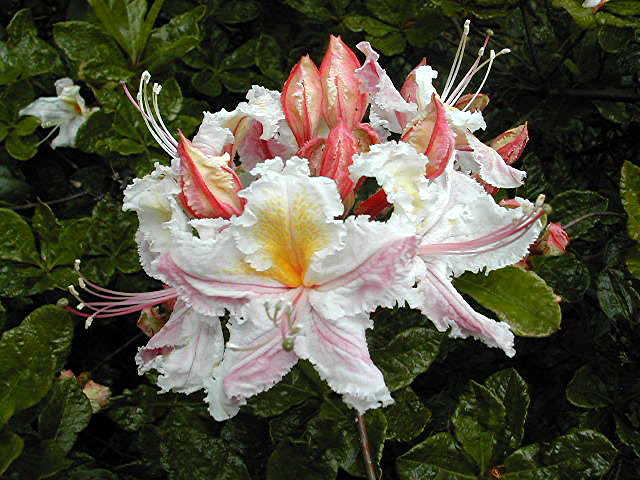 R. occidentale 'Leonard Frisbee' – Singing Tree Gardens Nursery