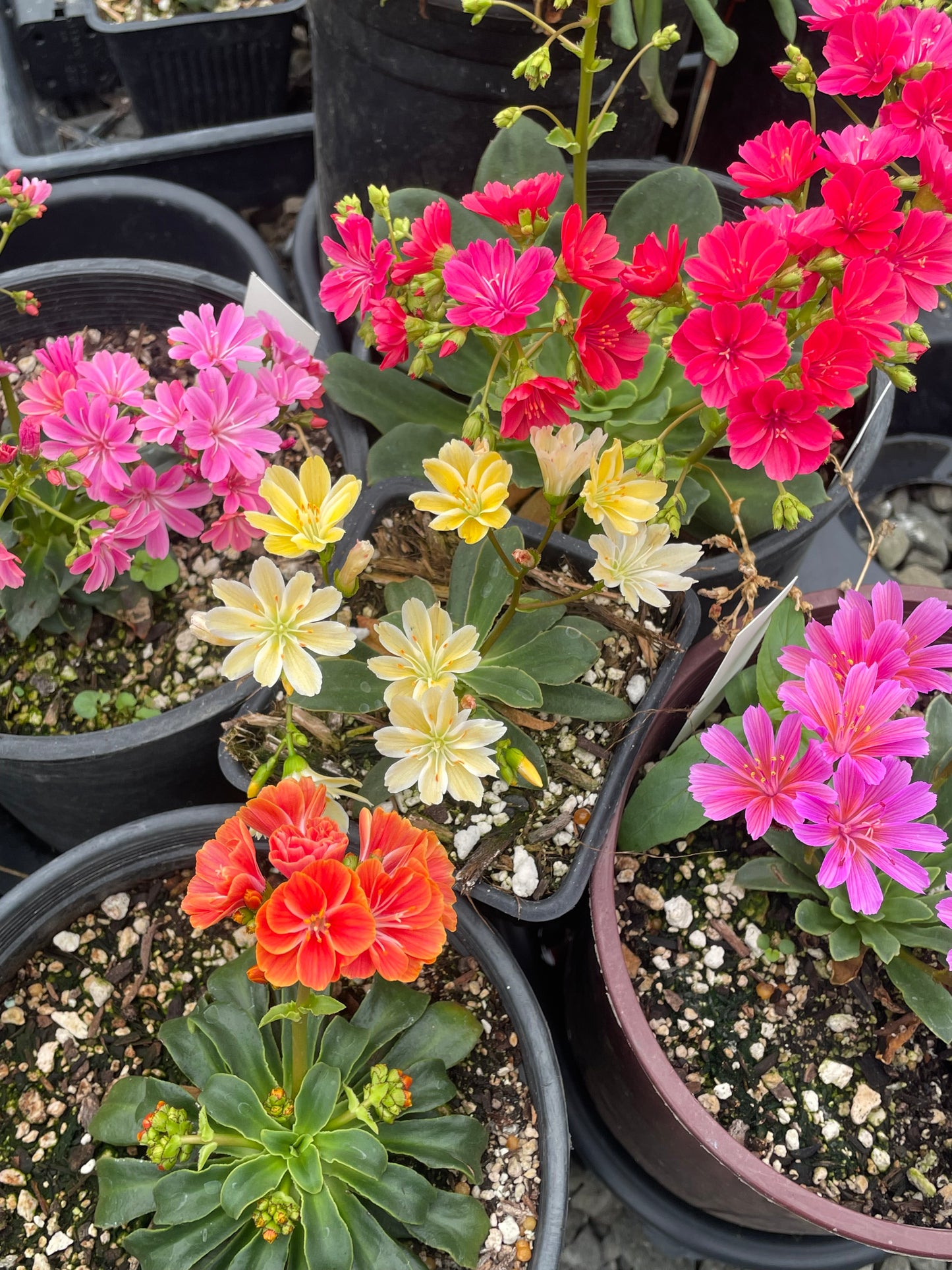 Lewisia cotyledon - mixed colors