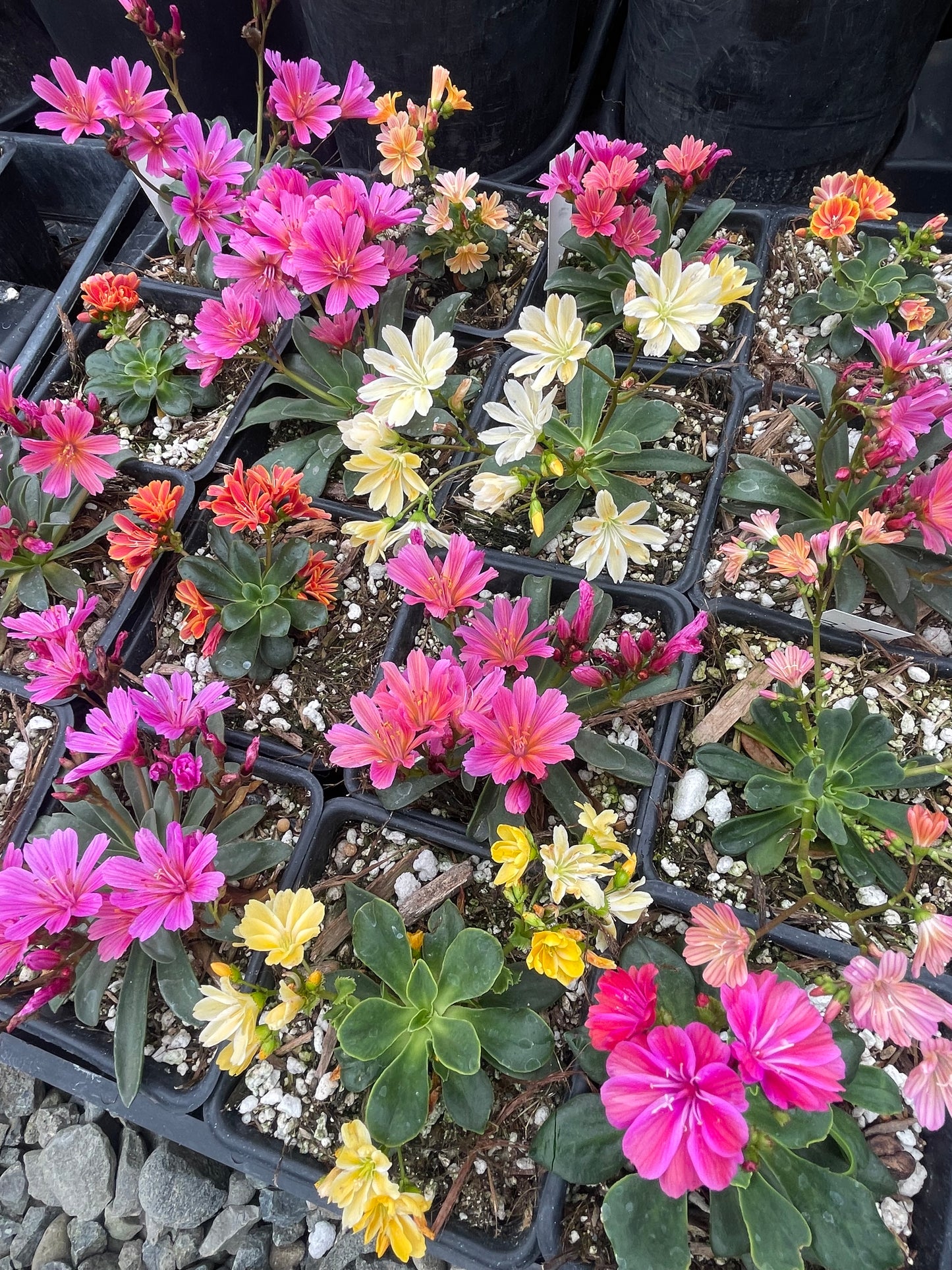 Lewisia cotyledon - mixed colors