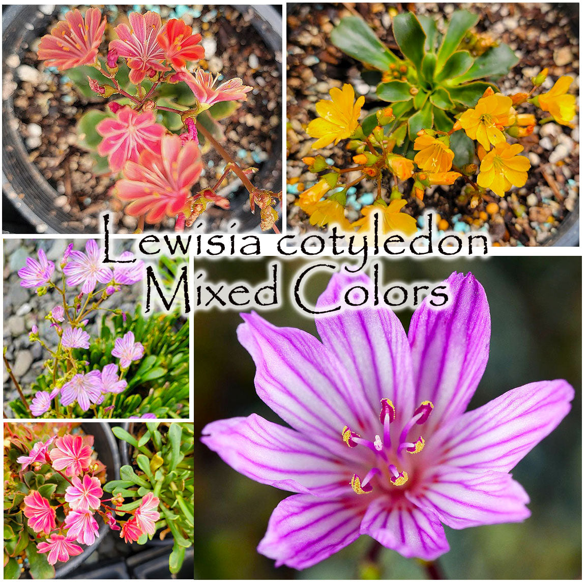 Lewisia cotyledon - mixed colors