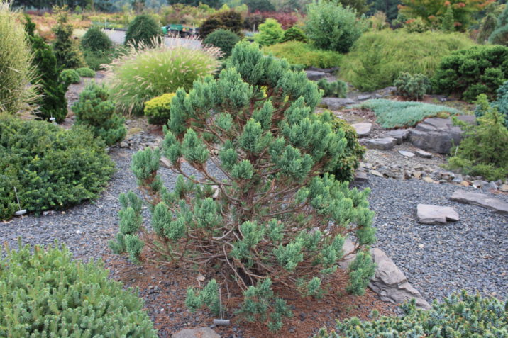 Sequoiadendron giganteum 'Little Stan'