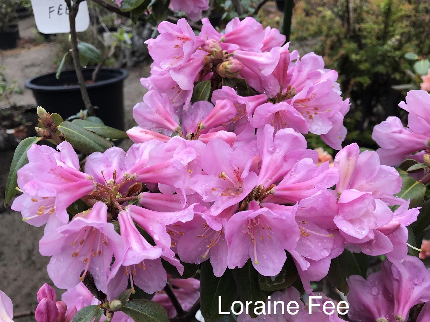 R. 'Lorraine Fee'