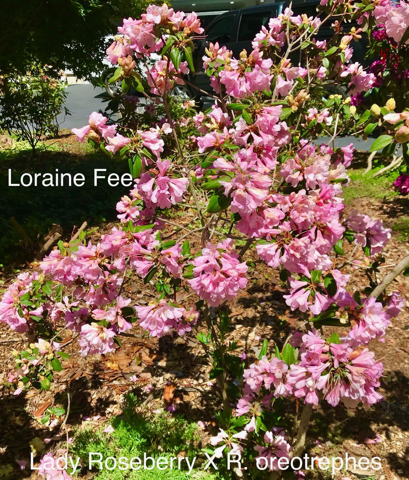R. 'Lorraine Fee'