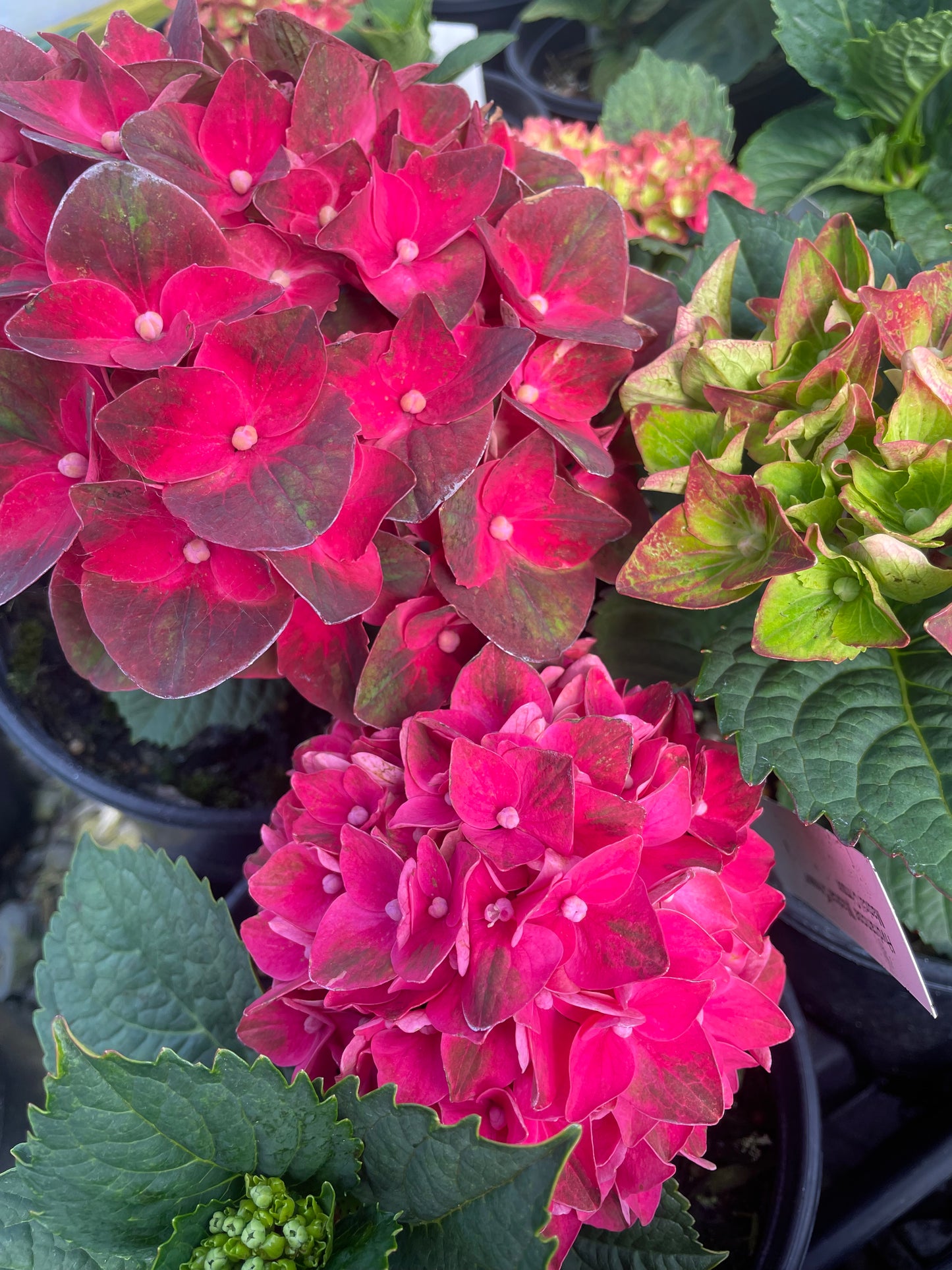 Hydrangea macrophylla 'Magical Crimson'