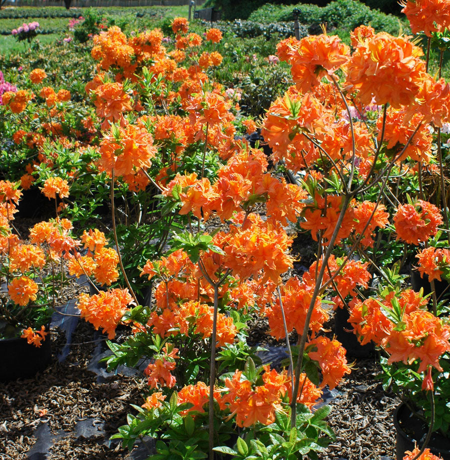 MANDARIN LIGHTS