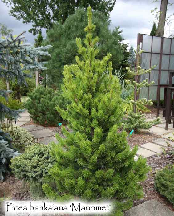 Picea banksiana 'Manomet'