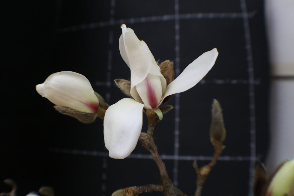 Magnolia cylindrica 'Marilyn's Choice'