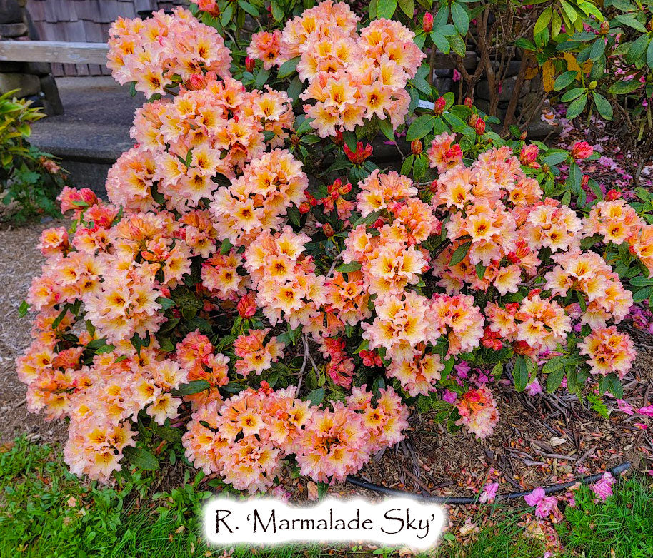R. 'Marmalade Sky'