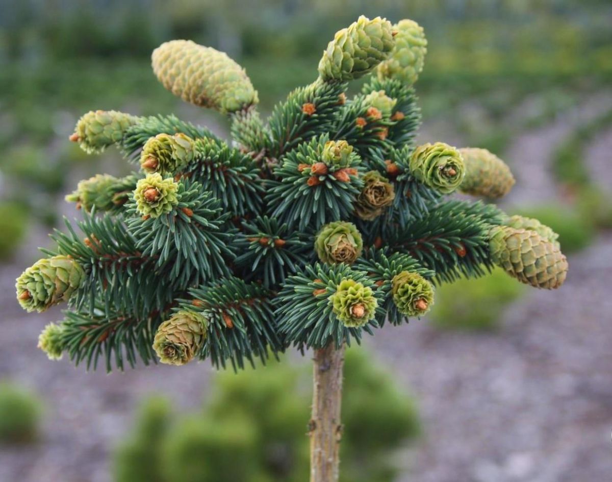 Picea abies 'Medusa'