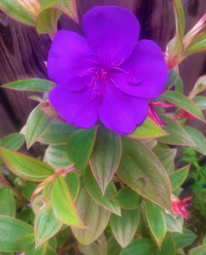 Tibouchina urvilleana - Princess Flower