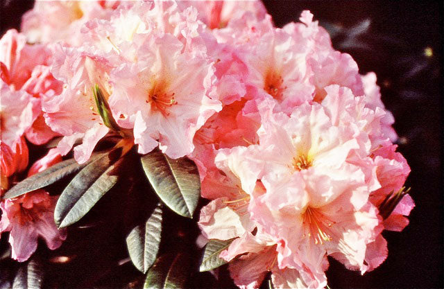 R. 'Melinda Hiatt'