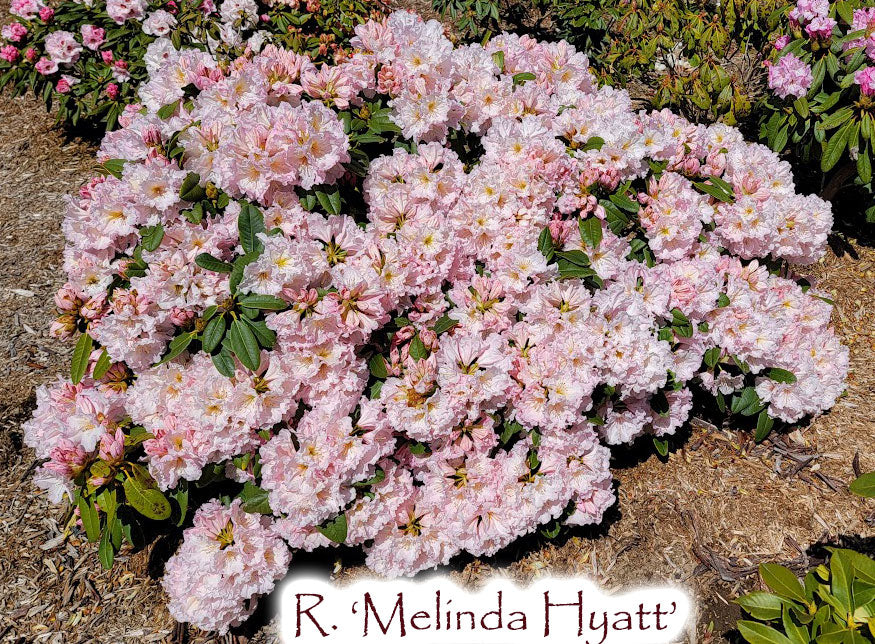 R. 'Melinda Hyatt'