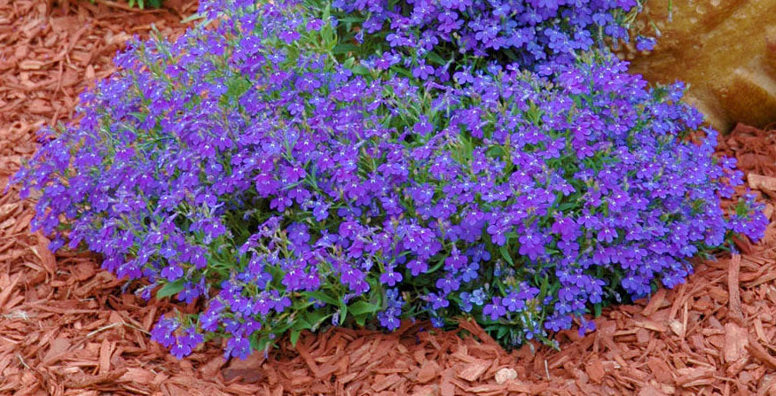 mexican heather house plant Cuphea hyssopifolia