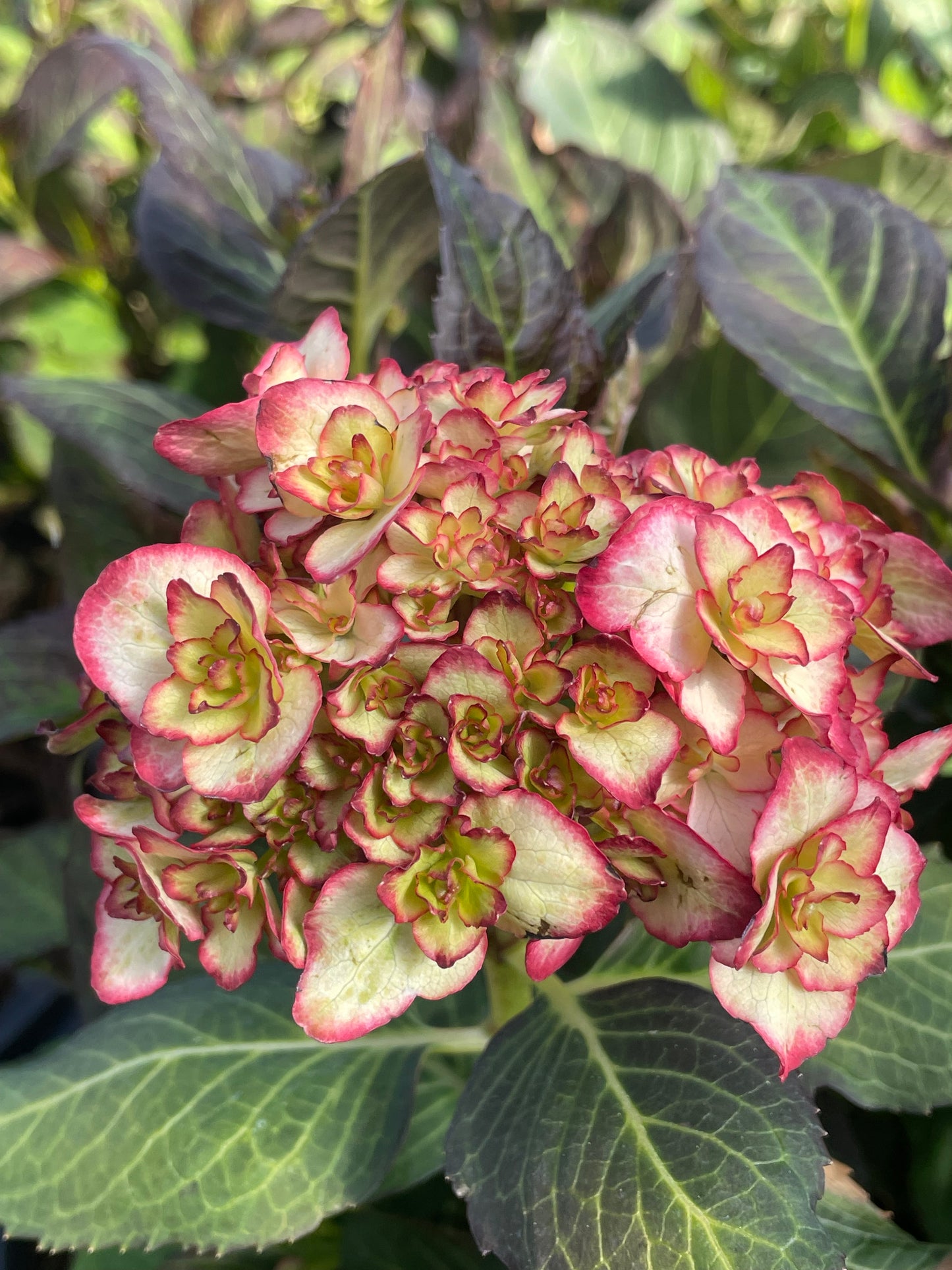 Hydrangea macrophylla 'You&Me Miss Saori'