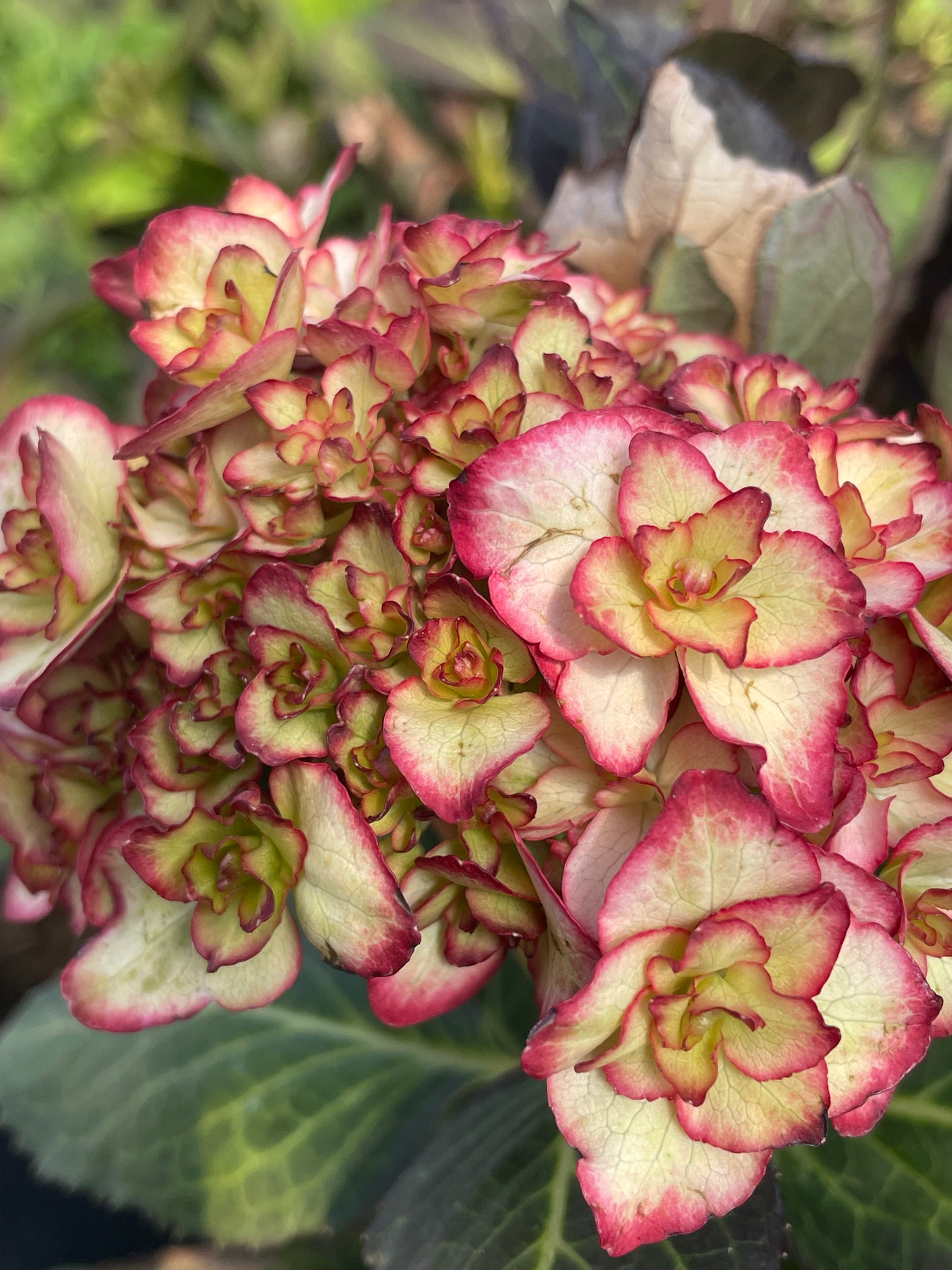 Hydrangea macrophylla 'You&Me Miss Saori'