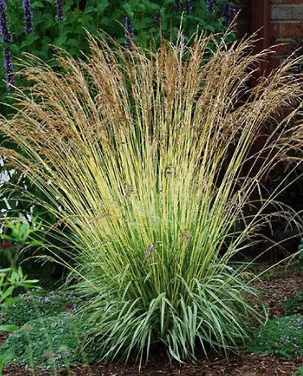 Molinia caerulea 'Variegata' - Variegated Purple Moor Grass
