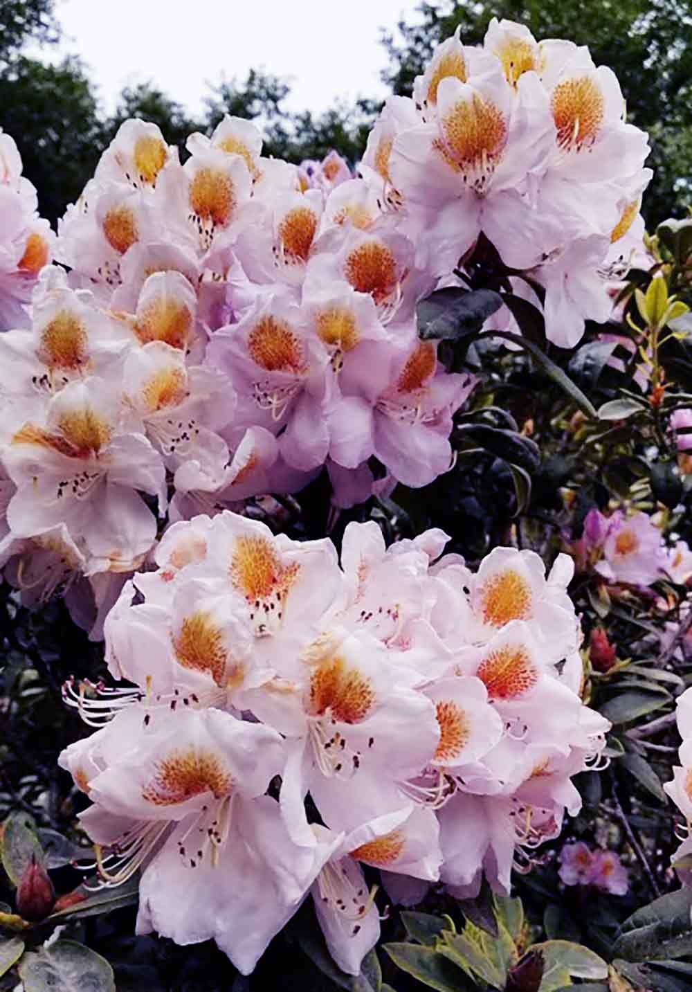 R. 'Mrs. Tom H. Lowinski'