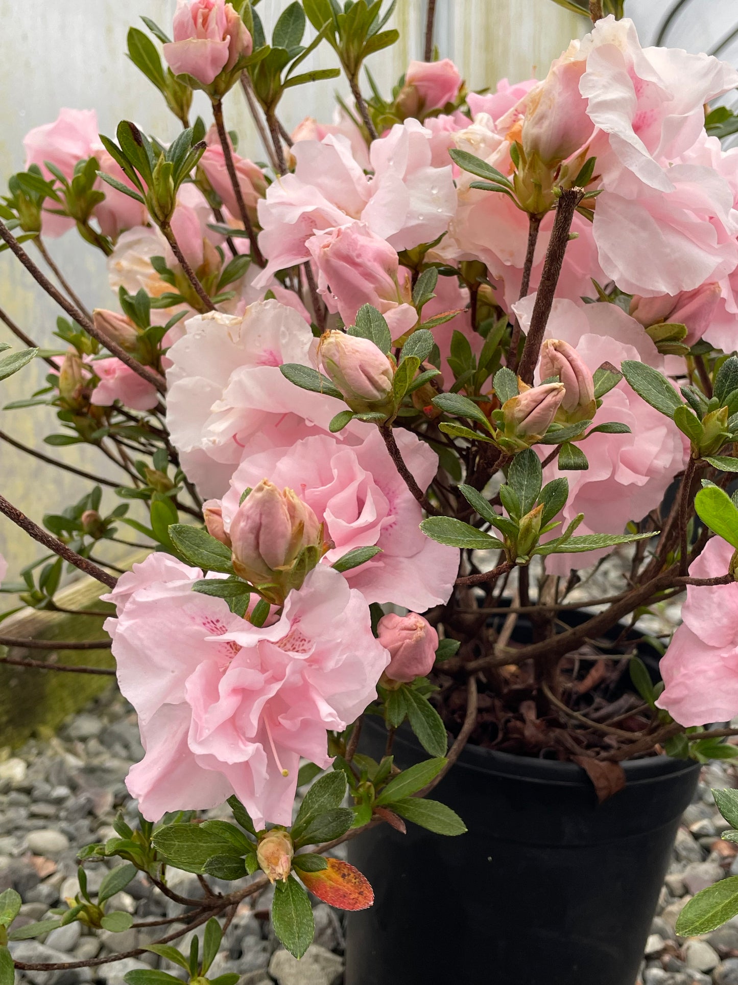 Az. 'Nancy of Robinhill'