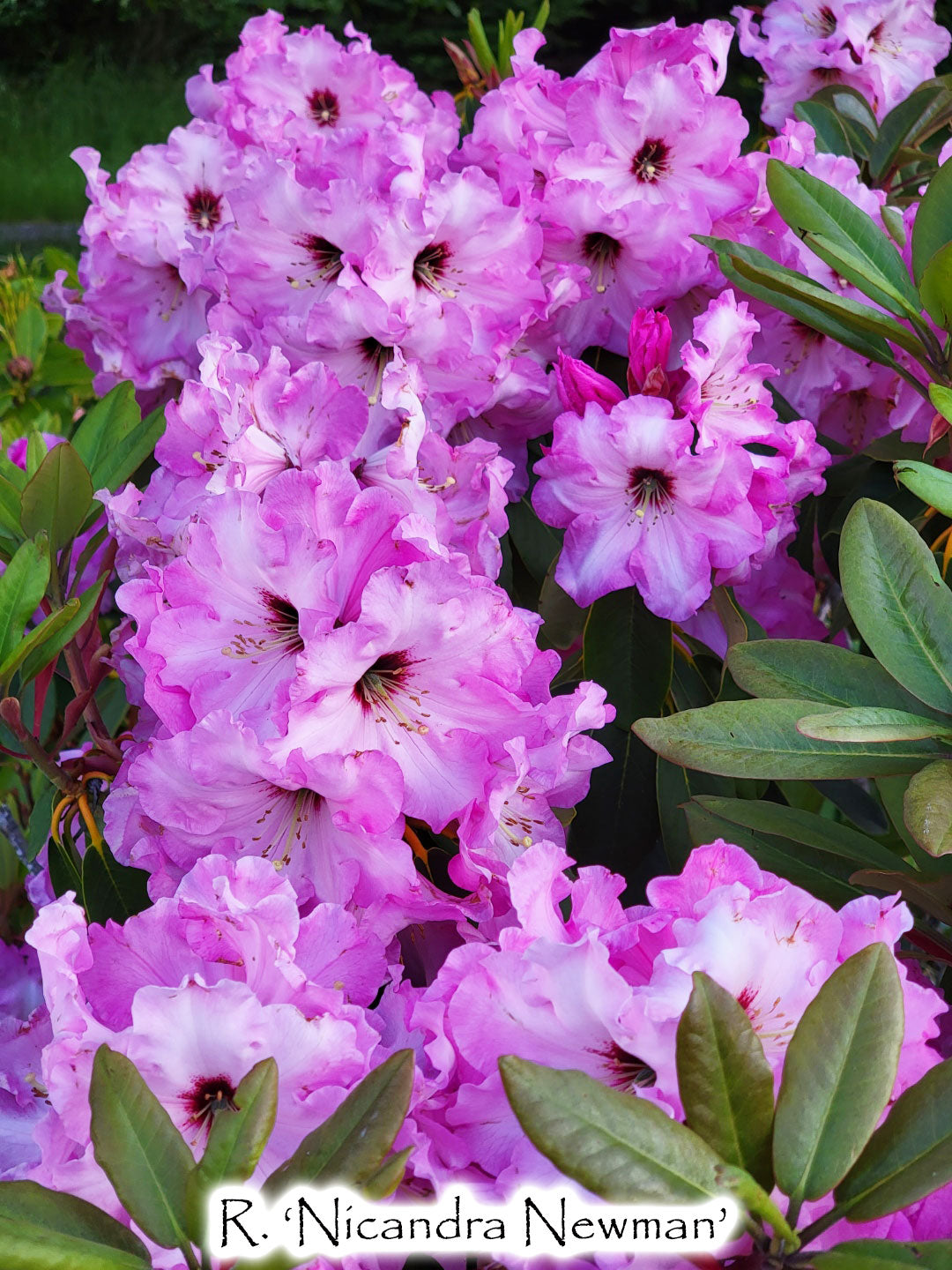 R. 'Nicandra Newman'