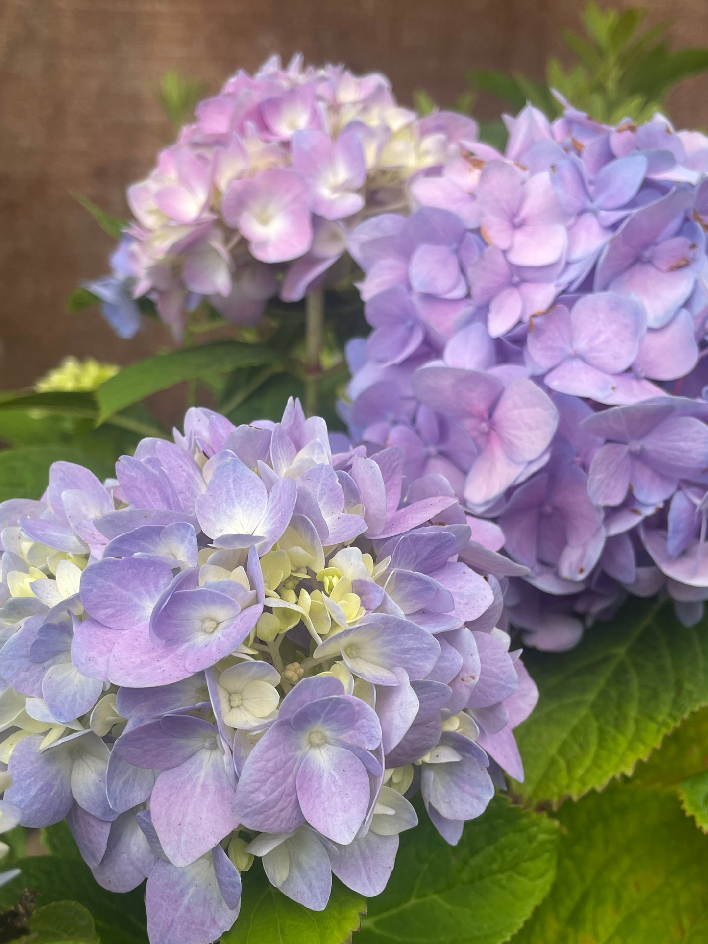 Nikko Blue