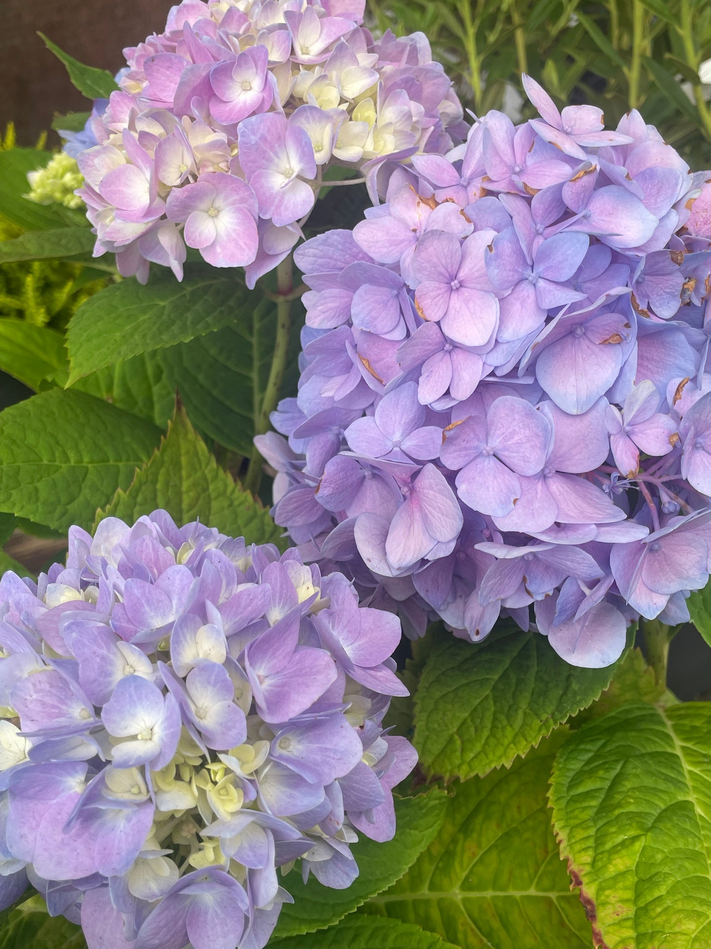 Nikko Blue