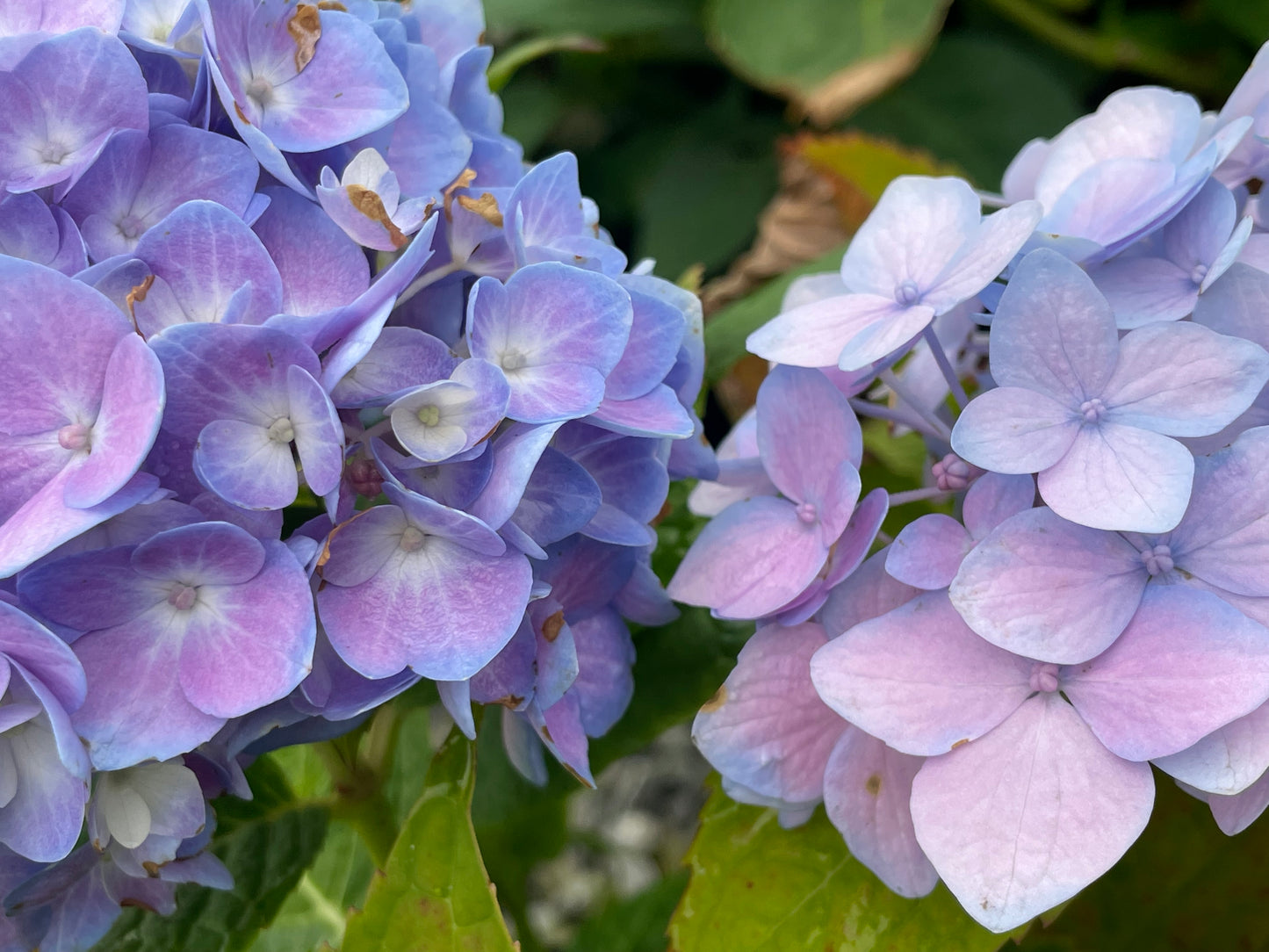 Nikko Blue