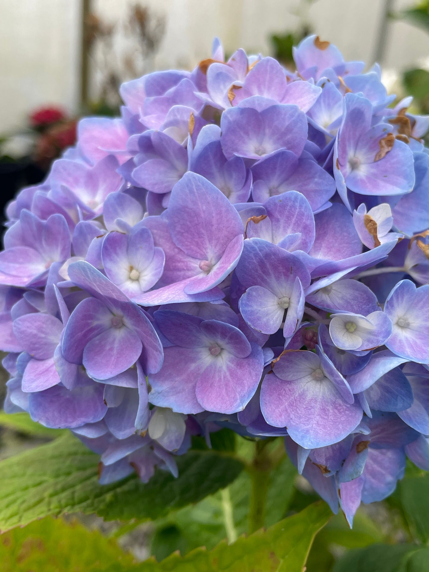 Nikko Blue