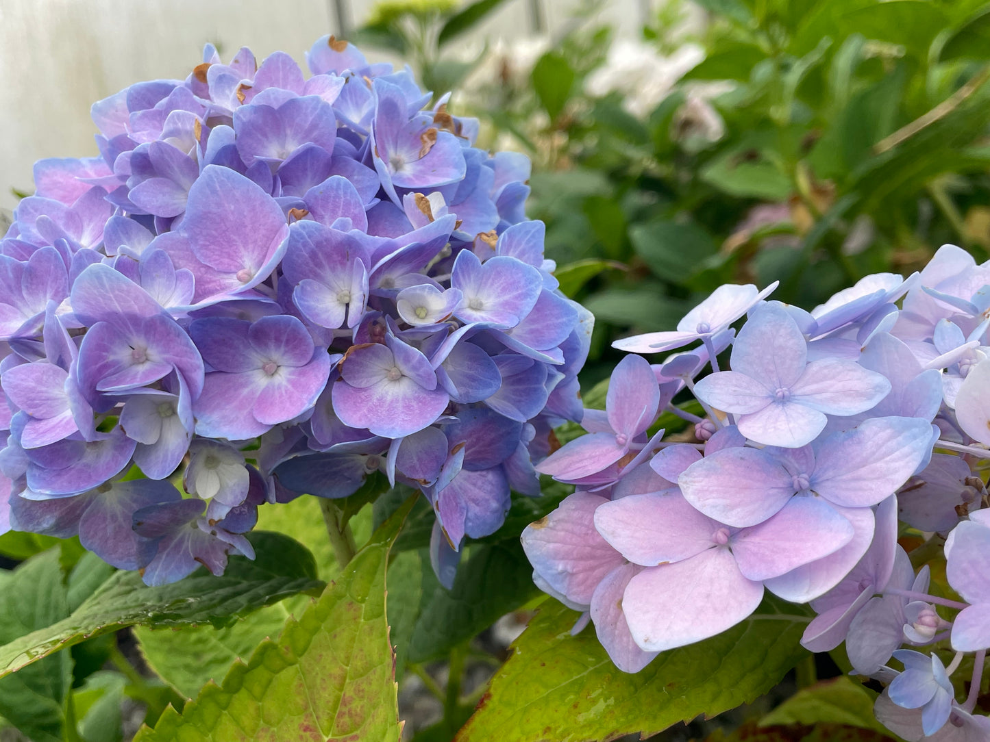 Nikko Blue