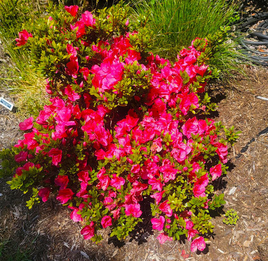 Nuccio's Wild Cherry Evergreen Azalea