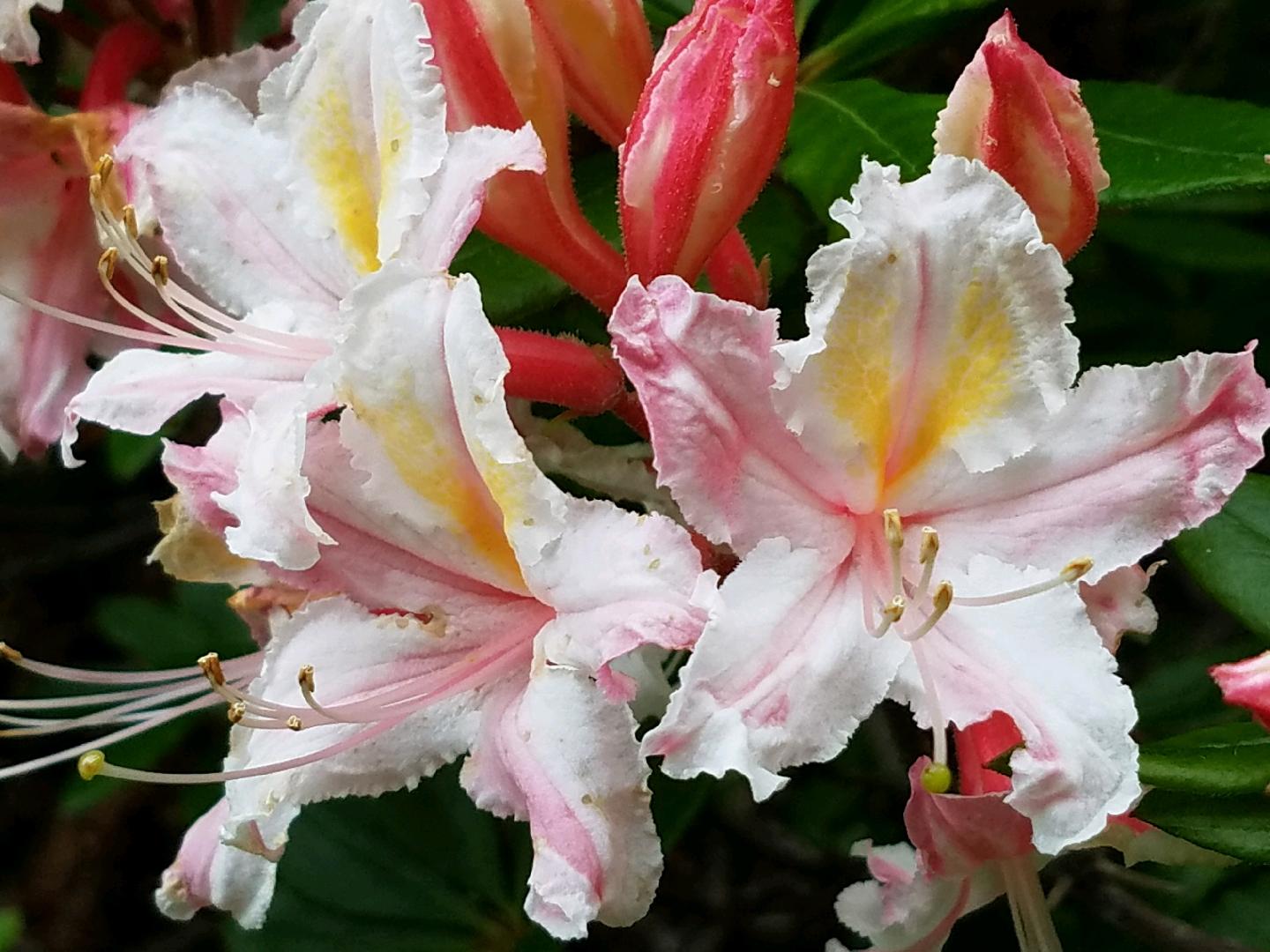 R. Occidentale Western Azalea