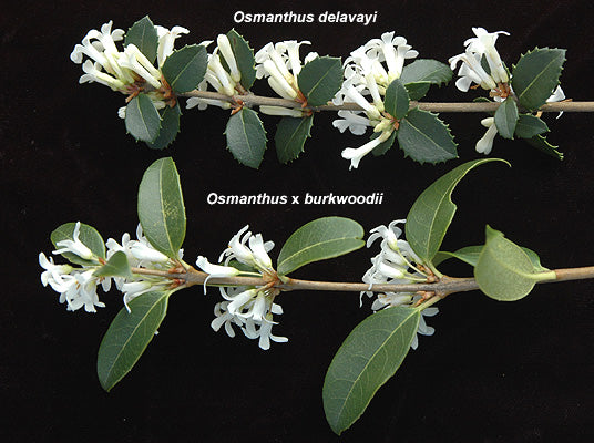 Osmanthus delavayi