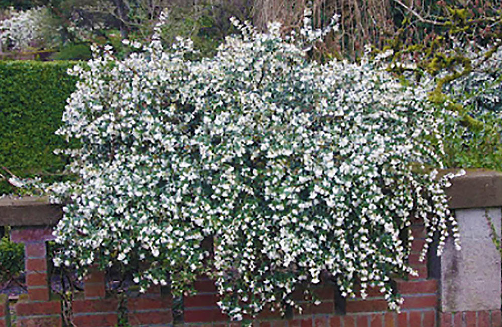 Osmanthus delavayi