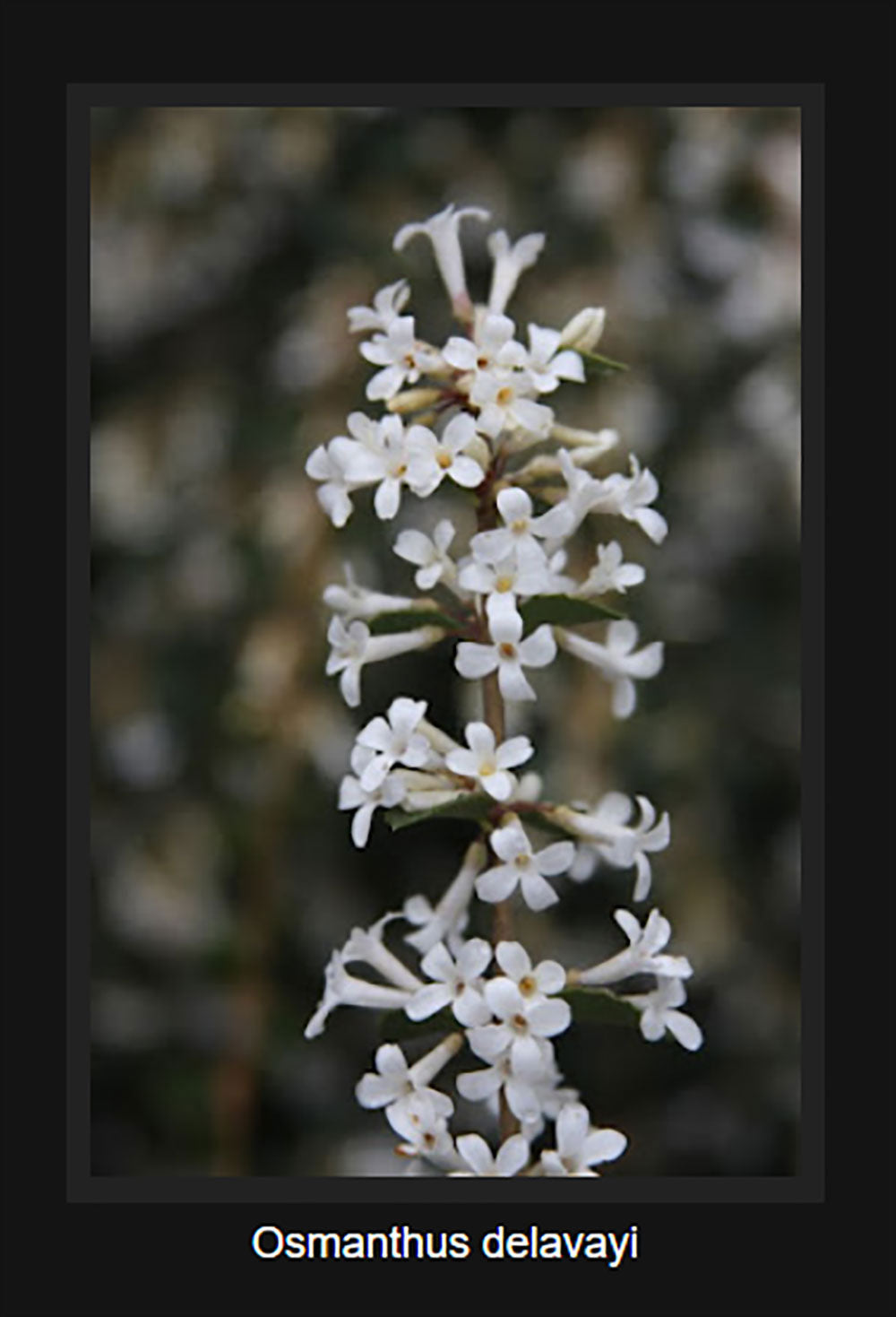 Osmanthus delavayi