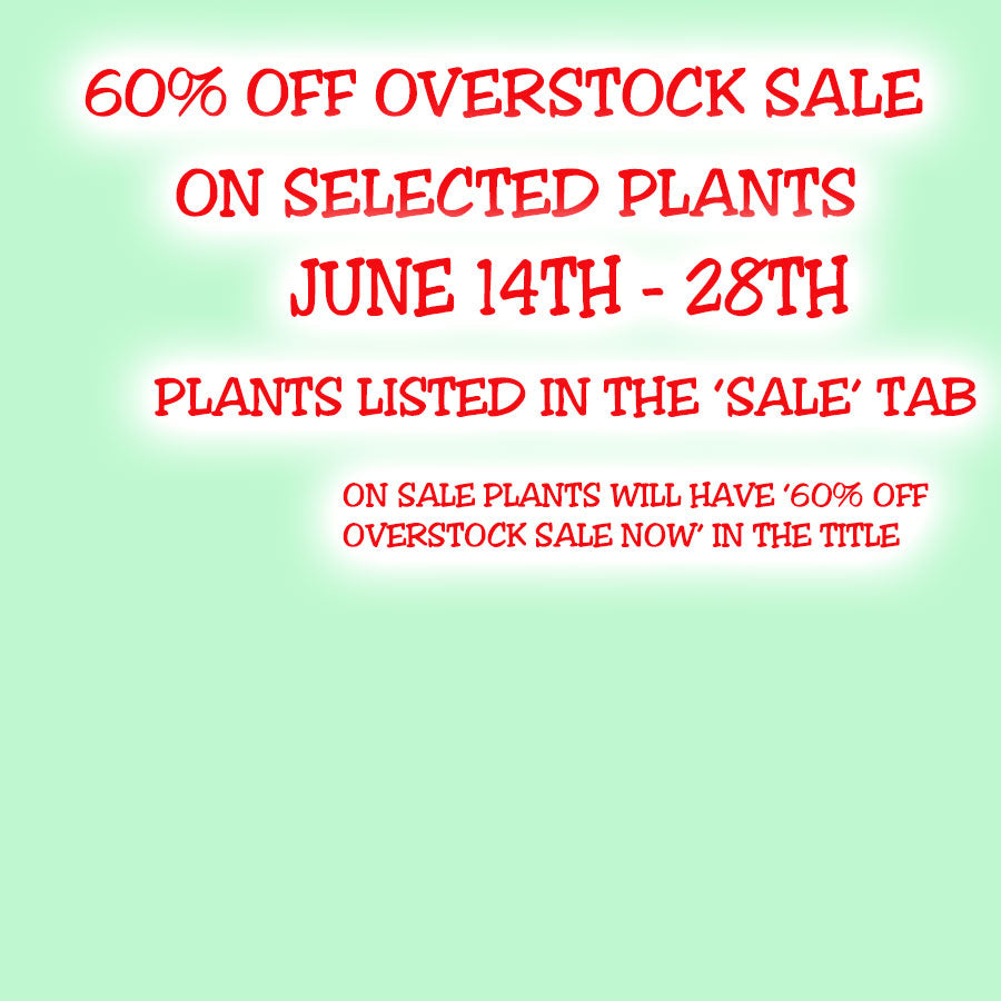 A Overstock Sale June 14-28 2026