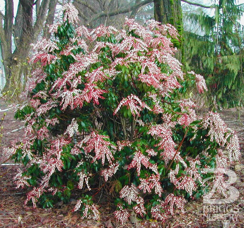 Pieris japonica 'Dorothy Wycoff'
