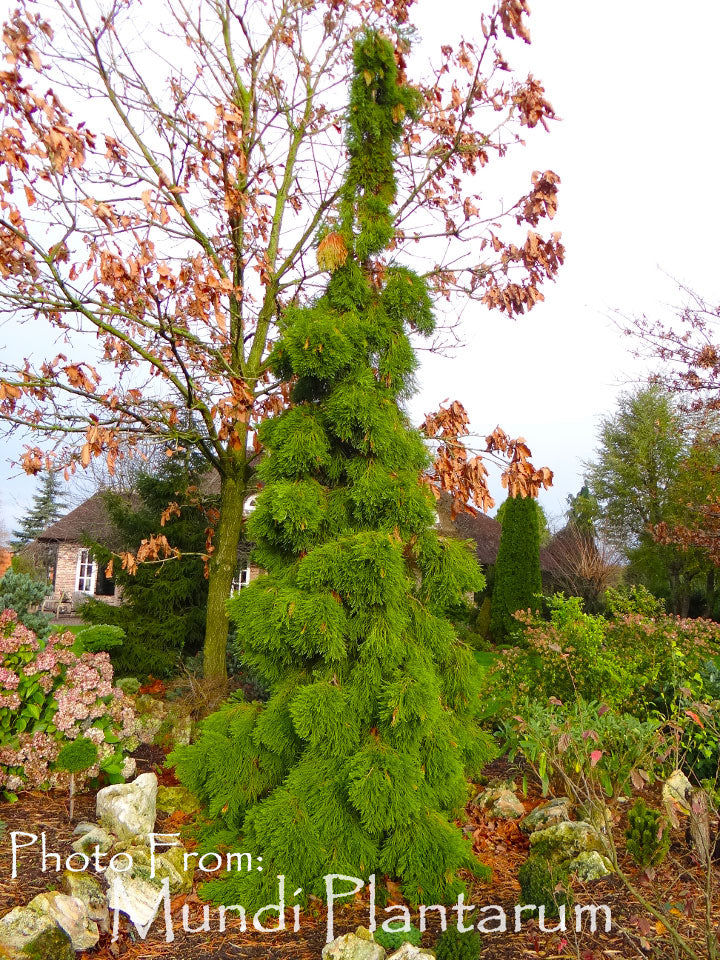 Sequoiadendron giganteum 'Pete's Weeping'