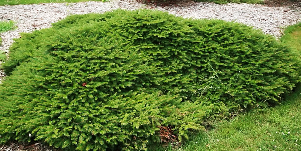 Picea abies 'Repens'