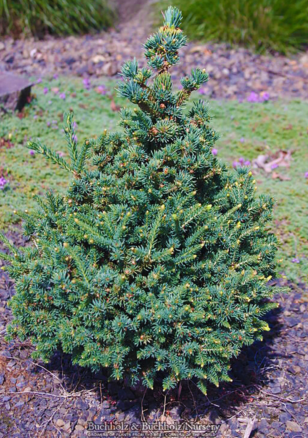 Picea glauca ''Monstrosa Nana'