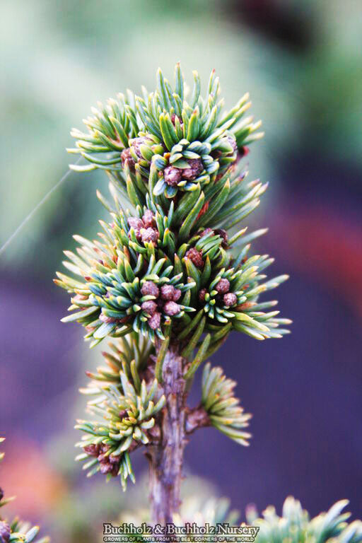 Picea glauca ''Monstrosa Nana'