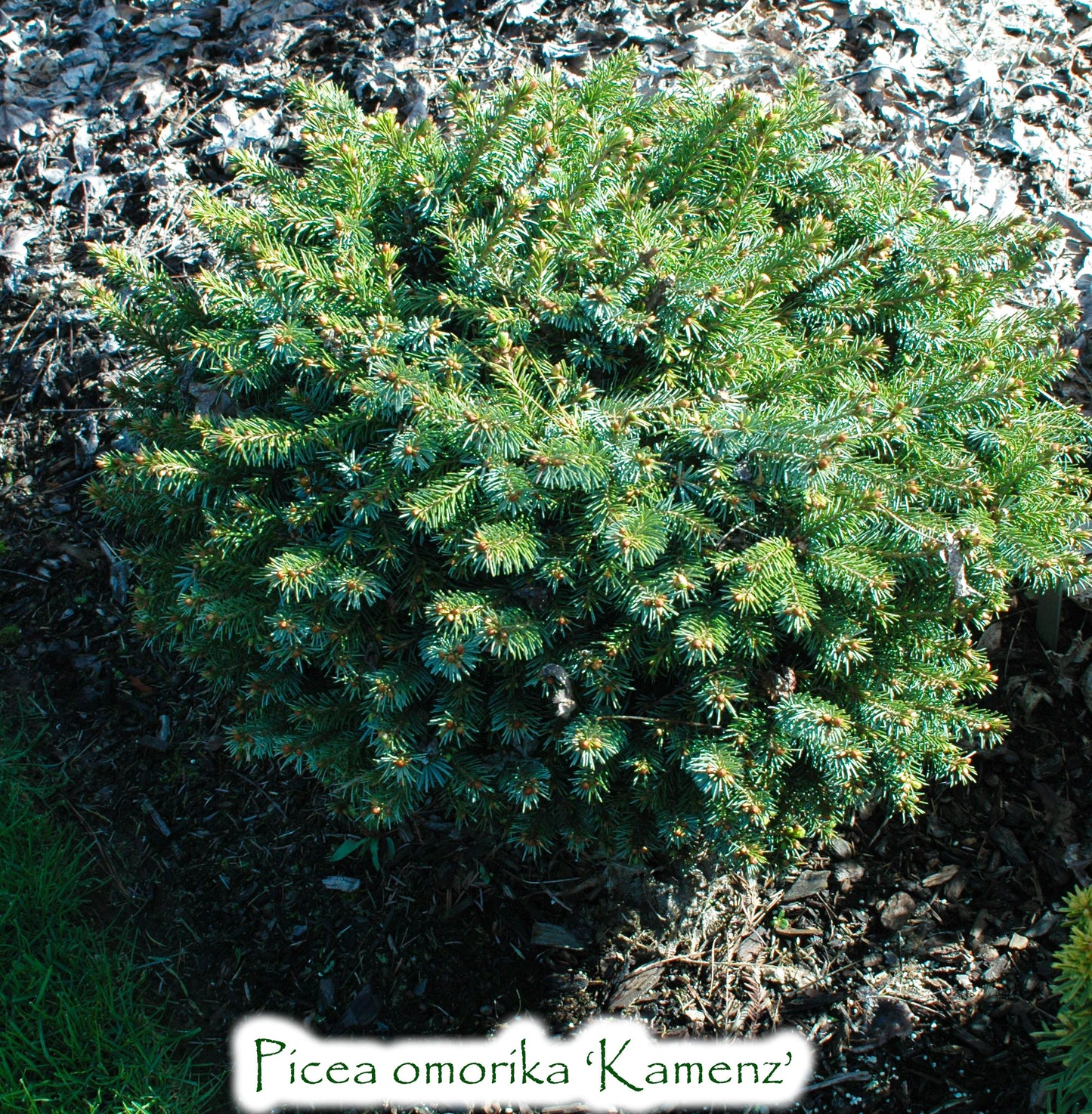 Picea omorika 'Kamenz'