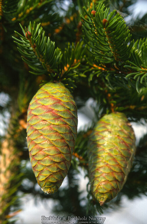 Picea polita - Tigertail Spruce