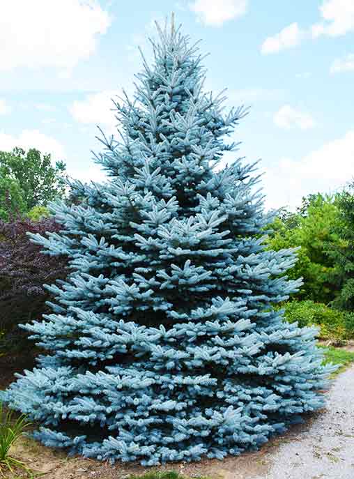 Picea pungens 'Iseli Foxtail'