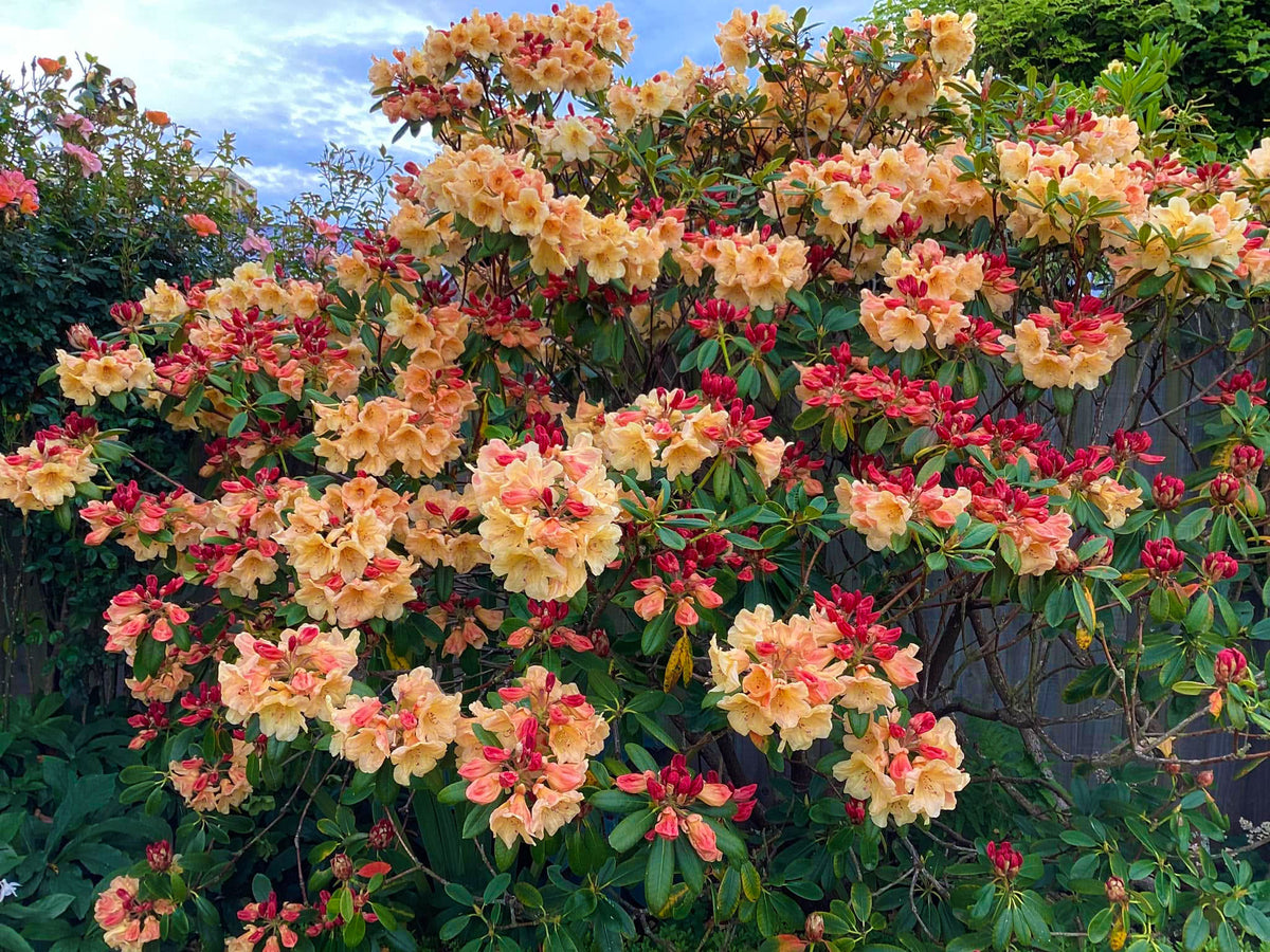 R. 'Pierce's Apricot' x R. 'Lem's Cameo'