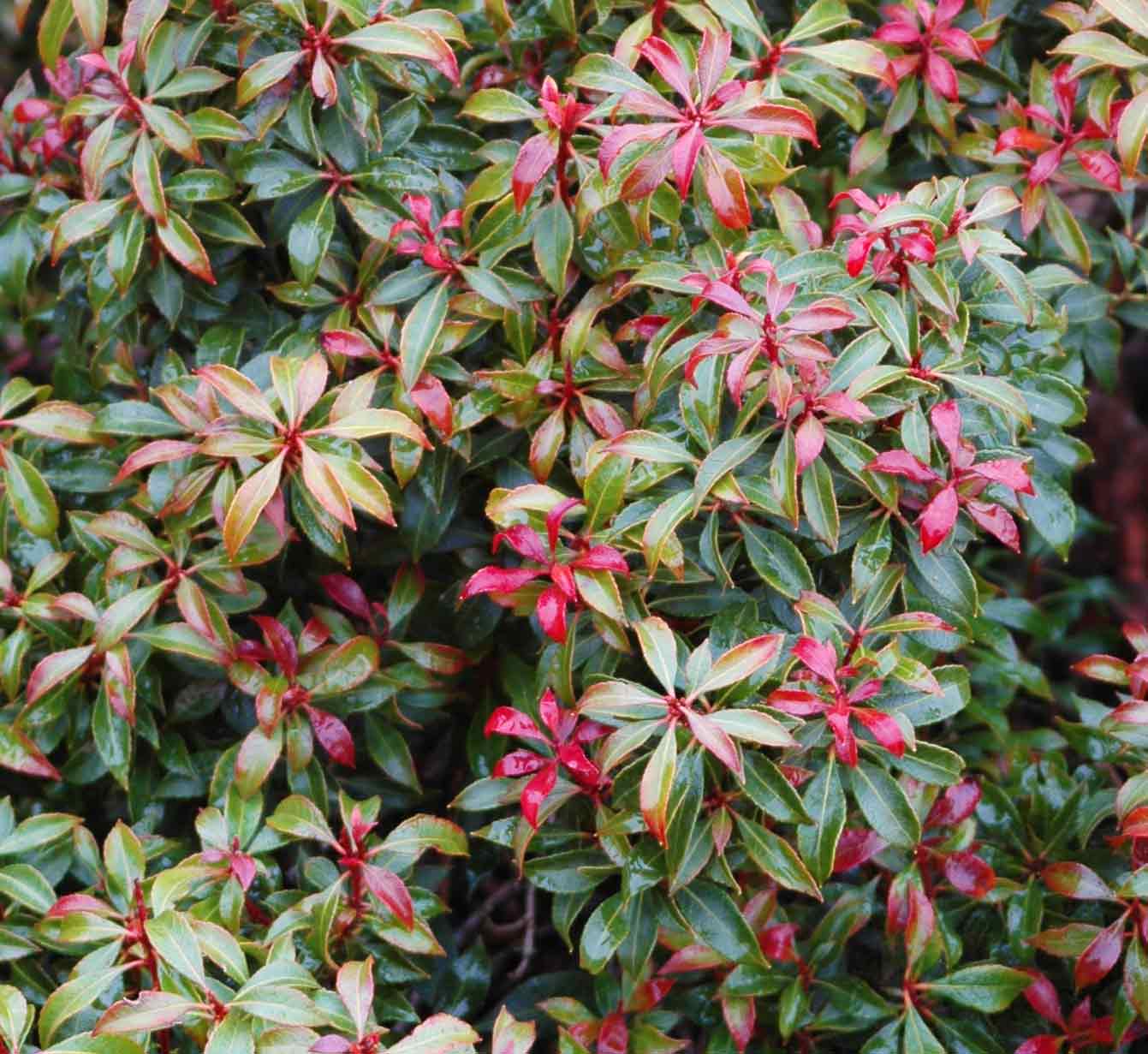 Pieris japonica 'Bisbee Dwarf'